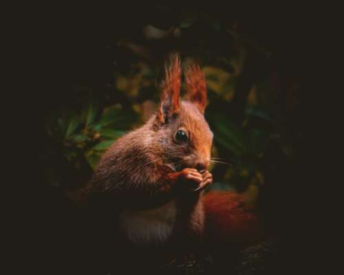 Écureuil roux 