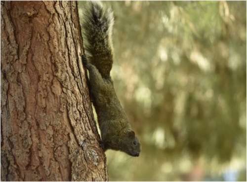  Écureuil de Pallas (espèce férale)